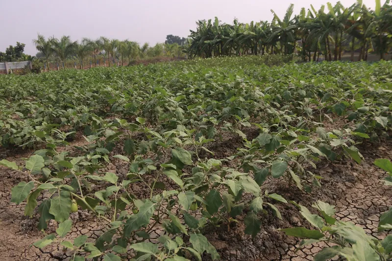 A field of young brinjal plants with a banana grove behind