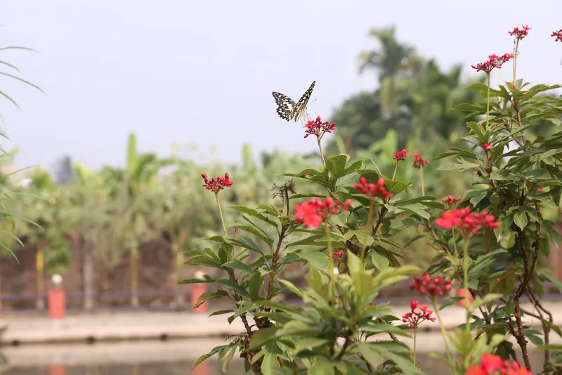 Lime butterfly landing on red jatropha flowers with the pond behind