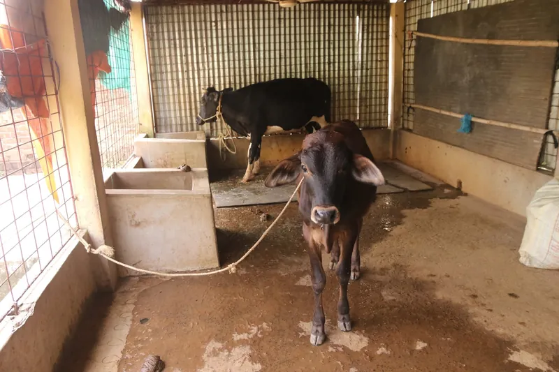 A brown calf facing the camera in the cow shed, with a black-and-white calf behind