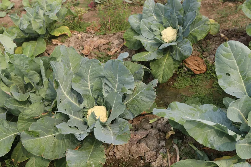 Rows of cauliflower plants with white heads forming among large blue-green leaves