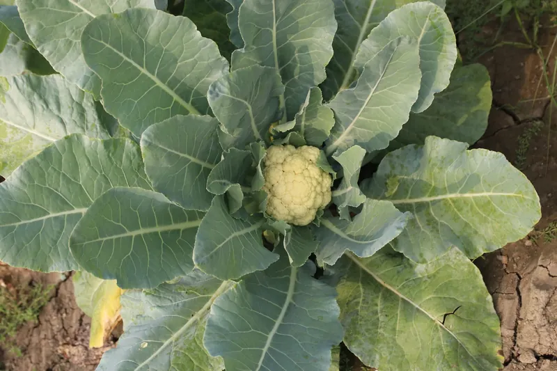Close view from above of a cauliflower head surrounded by broad leaves