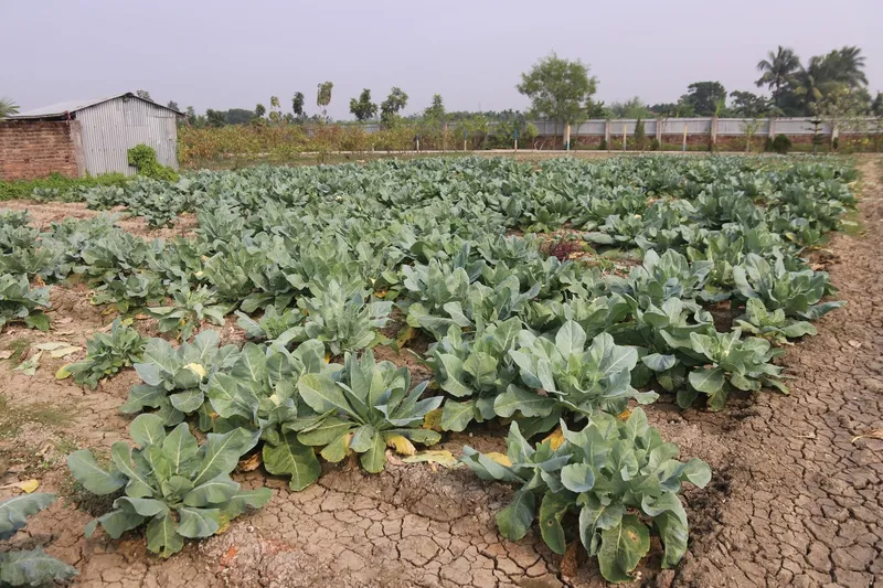 Rows of cauliflower plants in the garden's vegetable field beside a tin shed