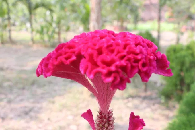 Pink crested cockscomb flower in the garden