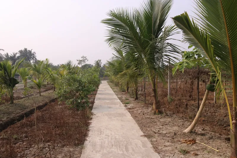 A narrow concrete path between young coconut palms and fruit trees