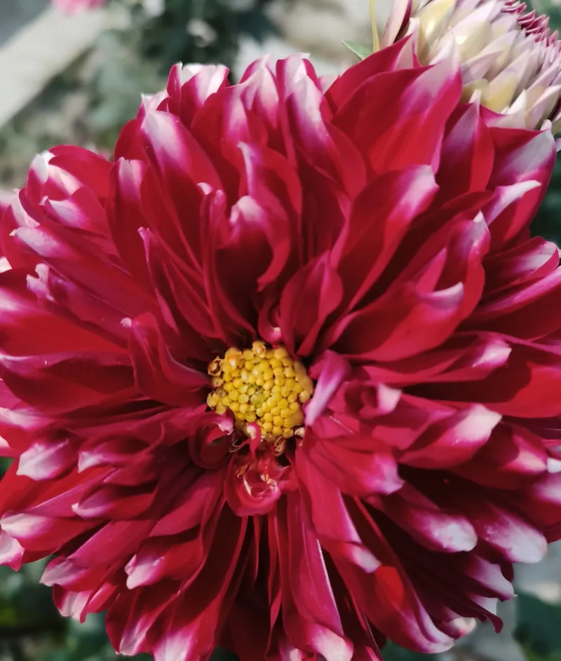 Close-up of a crimson dahlia with white-tipped petals and a yellow centre