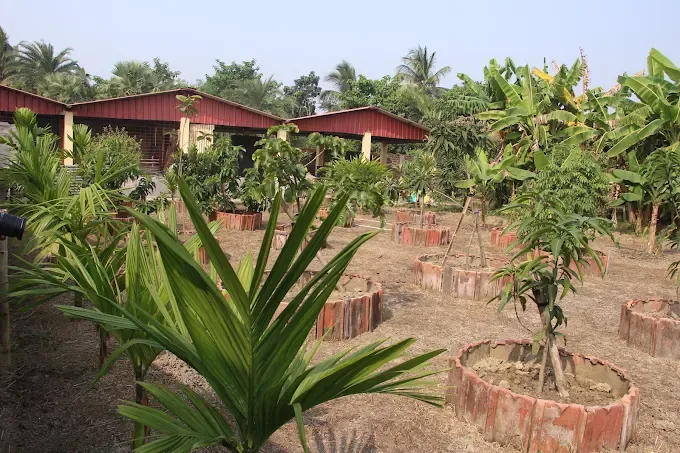 Young fruit trees in brick-ringed beds in front of the red-roofed cottages