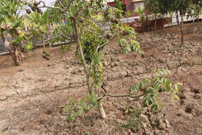 A small tree hung with clusters of oval green fruit