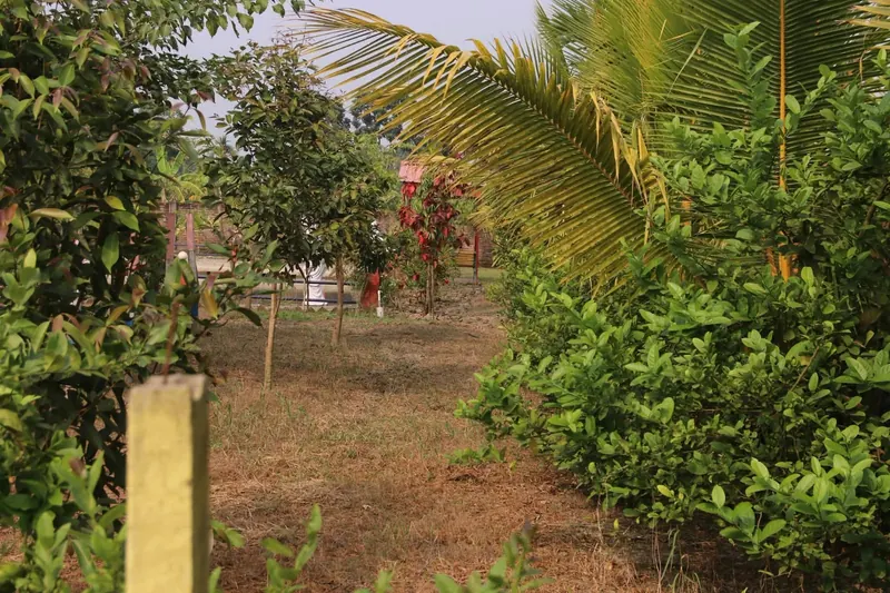 A grassy garden path between shrubs and young trees under a palm frond