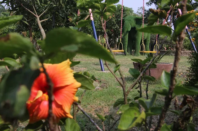 Orange hibiscus in front of the children's swings and topiary elephant