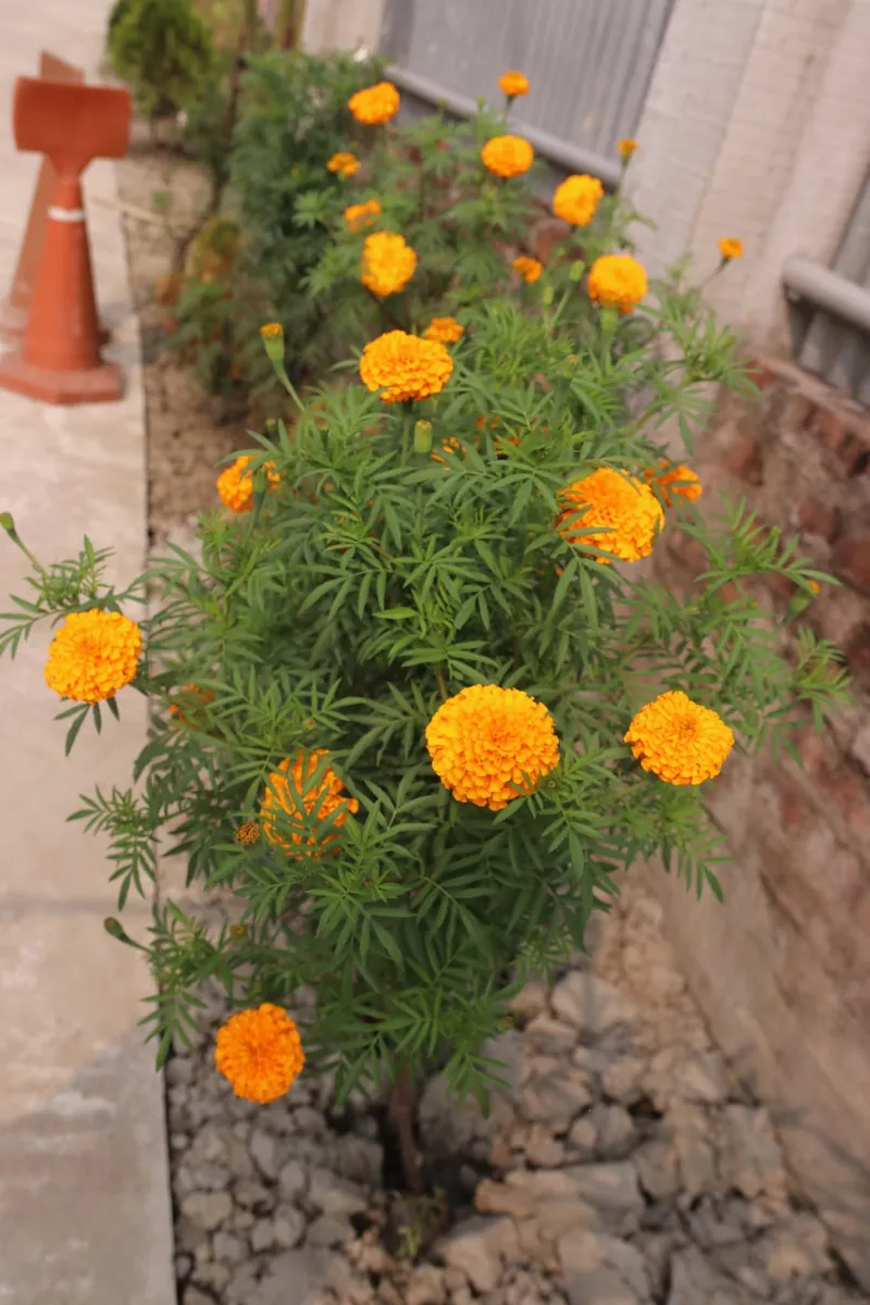 Orange marigolds growing in a bed beside a paved path