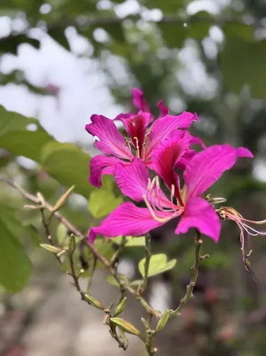 Magenta orchid tree blossoms on a branch