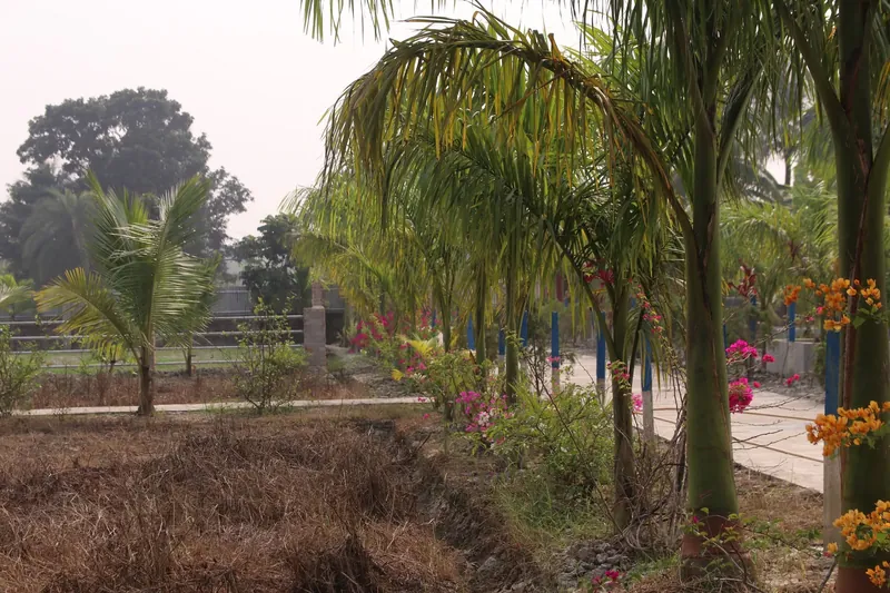 Palms arching over pink and orange bougainvillea beside a path