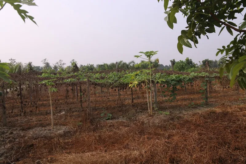 Young papaya trees in front of a wide vine trellis on farmland