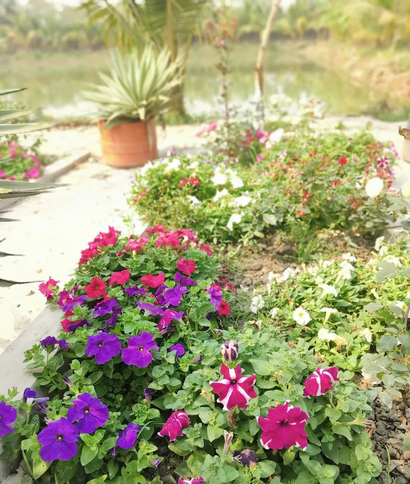 Raised bed of purple, pink and white petunias near the pond