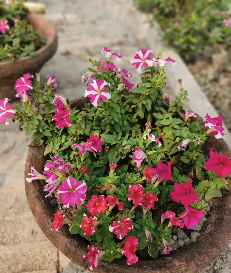 Pink, red and striped petunias in a large clay planter