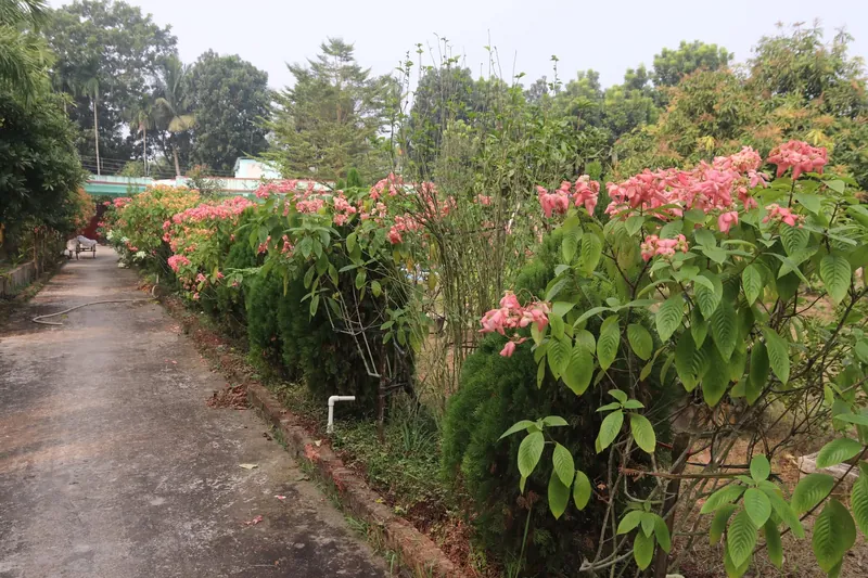 A path lined with pink flowering shrubs and dark green conifers