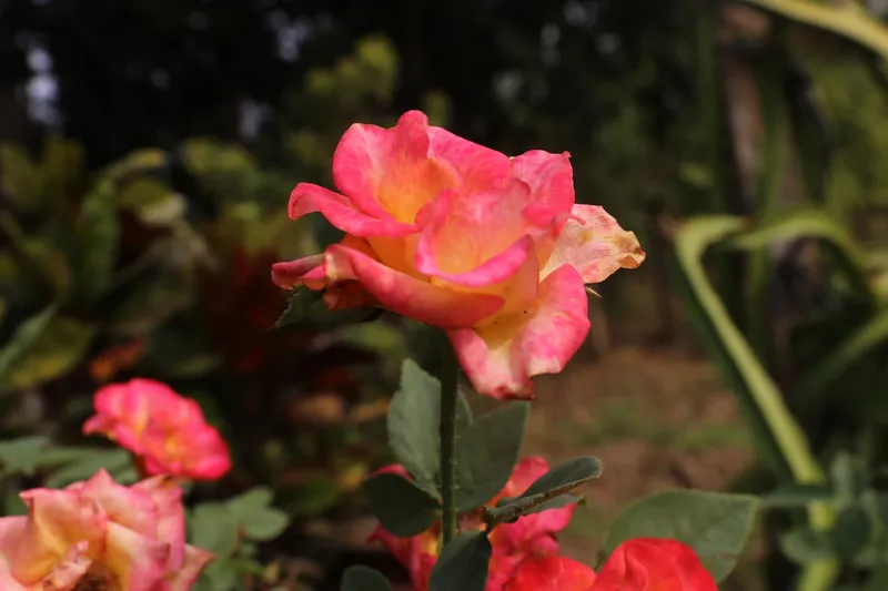 Pink and yellow rose on its stem among roses