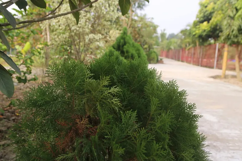 A feathery green conifer shrub beside a paved drive
