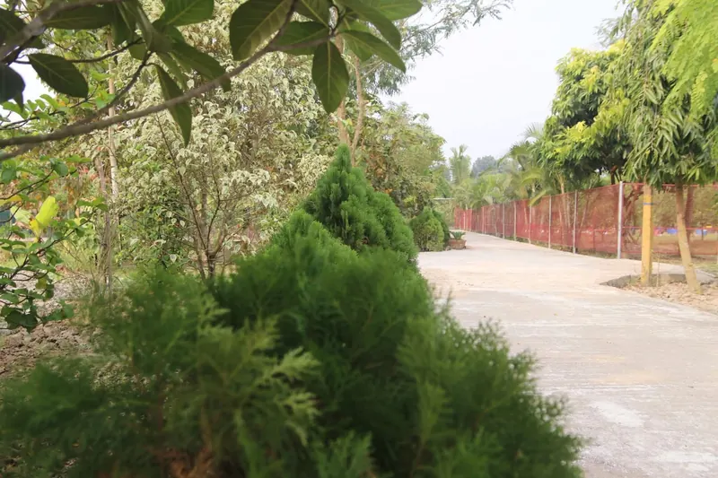 A wide paved drive lined with conifers and leafy trees