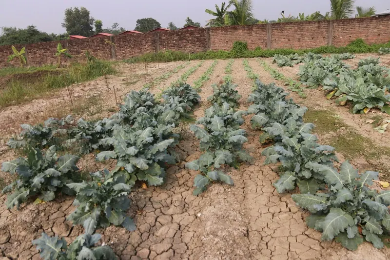 Rows of leafy vegetable plants in dry, cracked soil beside a brick boundary wall