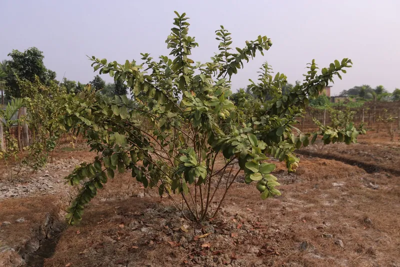 A young guava bush with green fruit among its branches