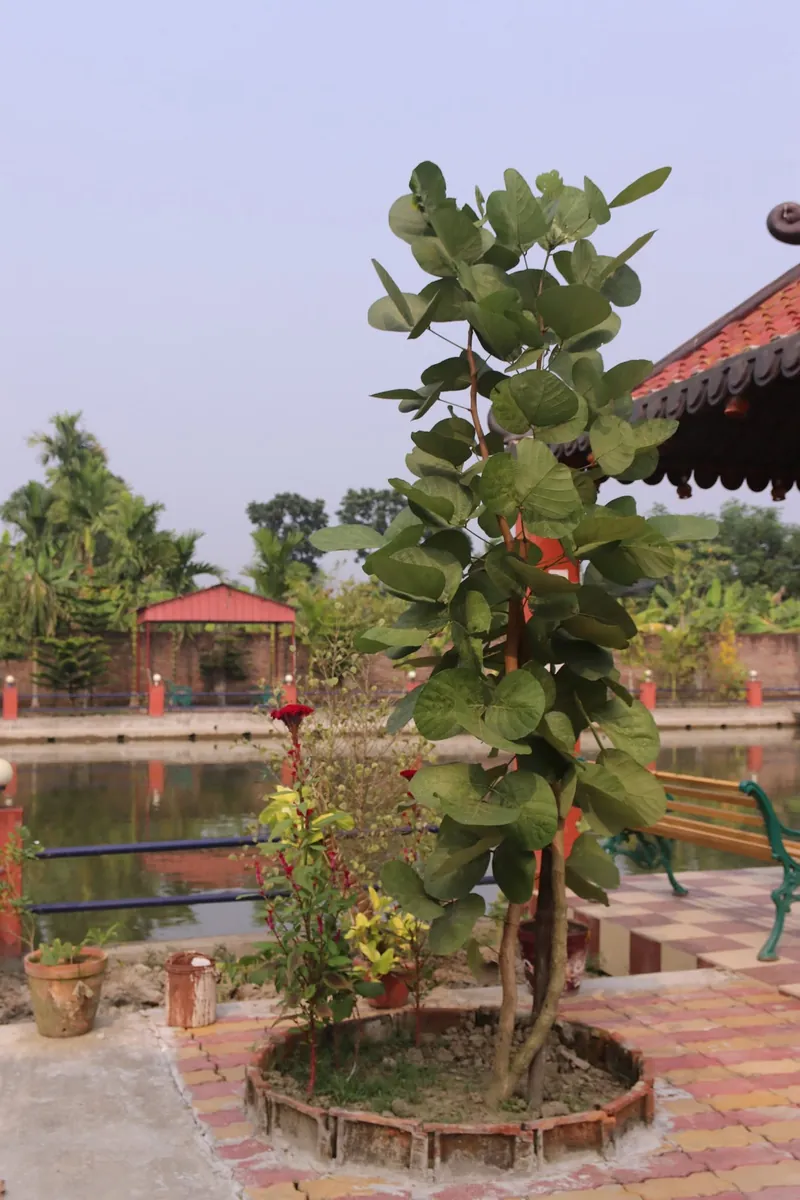 A young round-leafed tree in a brick planter beside the pond and gazebo